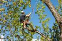 Cheltenham Tree Care logo